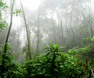 Projet de Sauvegarde forestière